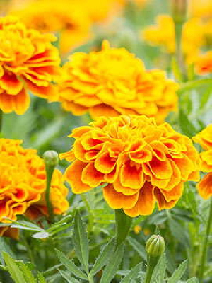 Theresa Lang 17730547